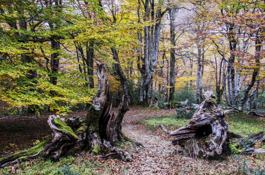 Comunidad Foral de Navarra 059 - Selva de Irati.jpg